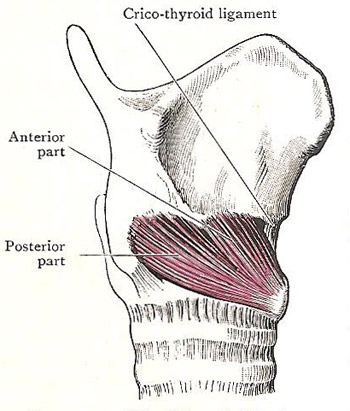 crycothyroid muscle and ligament