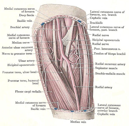 Dissection of left cubital fossa