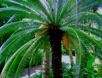 cycad