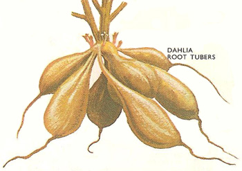 dahlia root tubers