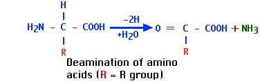 deamination of amino acids