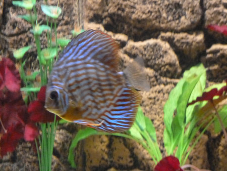 discus fish