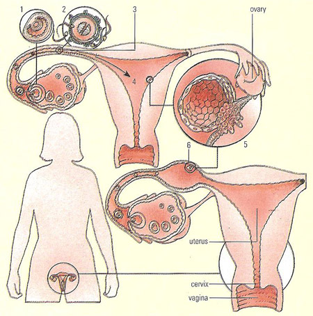 ectopic pregnancy