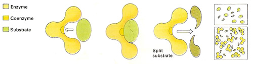 enzyme mechanism