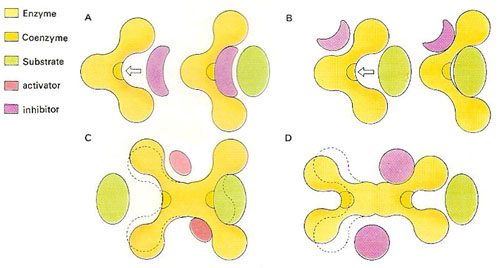 enzyme shapes