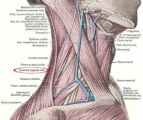 Triangles of the neck seen from the side, showing external jugular vein