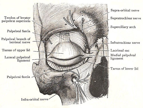 dissection of the right eyelid