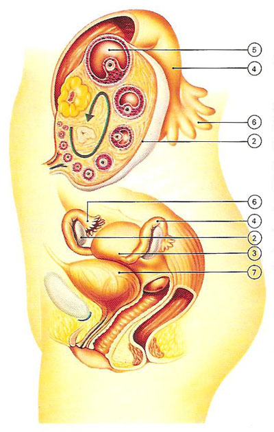 female reproductive system