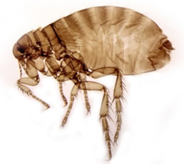 Dog flea (<em>Ctenocephalides canis</em>)