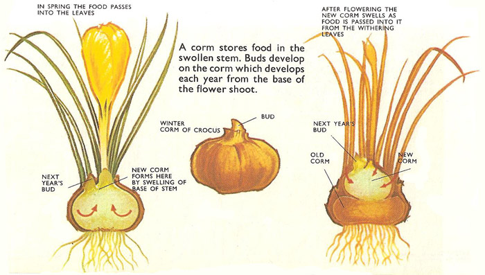 food storage in a corm