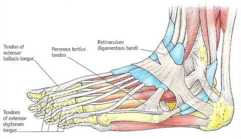 tendons of the foot