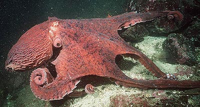 giant Pacific octopus