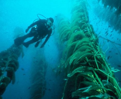 giant kelp