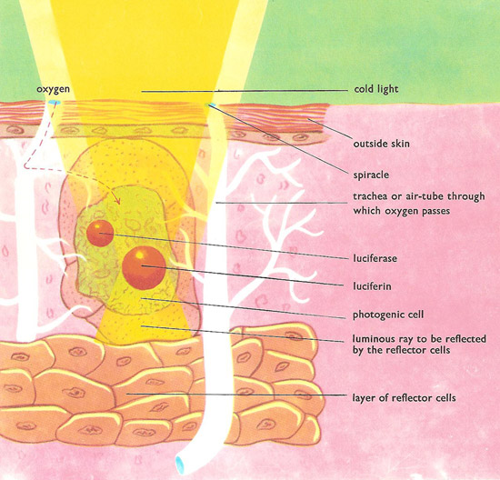 Diagram to show how a glow-worm produces cold light