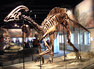 Parasaurolophus cyrtocristatus (a species of hadrosaur) skeleton, Field Museum