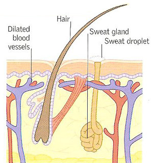 adapatations at high body temperature