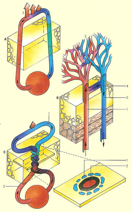 Homeothermic regulation in mammals