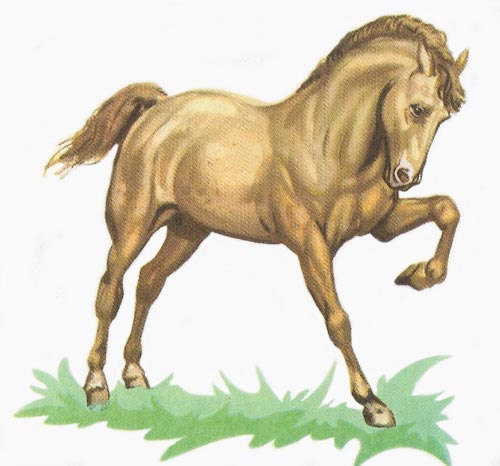 Horse