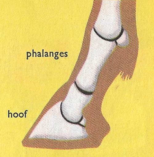 Horse hoof and phalanges