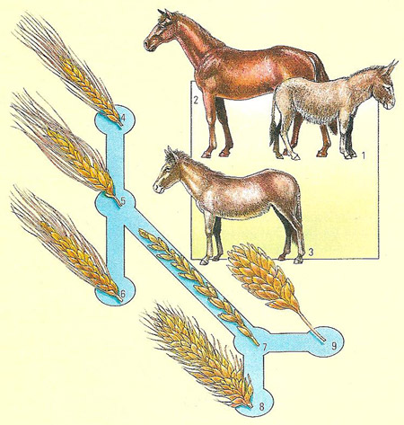 hybrids of horse and donkey