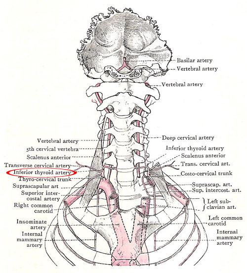 Inferior thyroid artery shown in relation to subclavian arteries and their branches