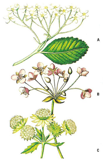 examples of inflorescence
