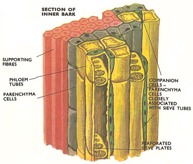 Inner bark