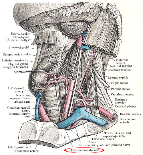 root of the neck on the left side, showing left innomianet vein