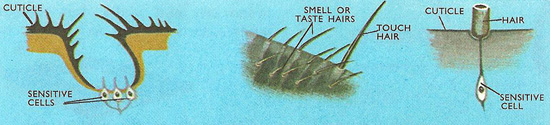 The Horta