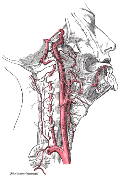 internal carotid artery