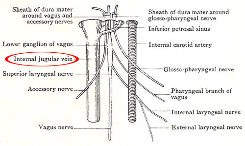 relation of parts in right jugular foramen