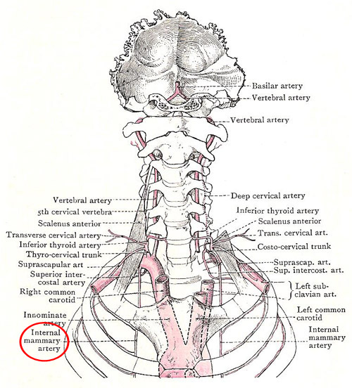 internal mammary artery
