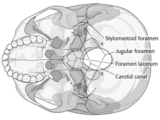 base of skull, showing jugular foramen