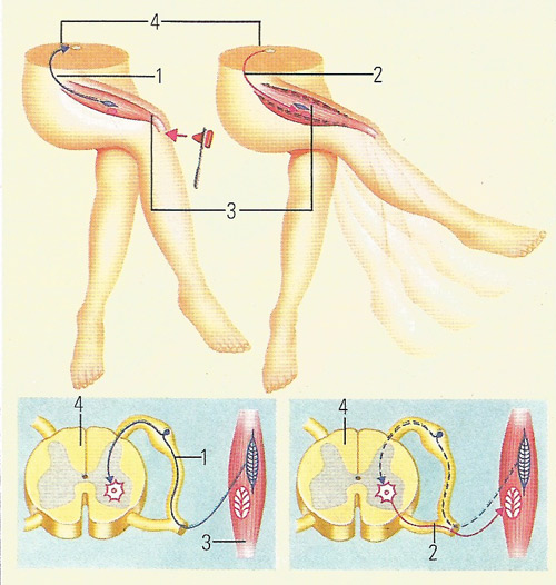 The knee-jerk or patellar reflex