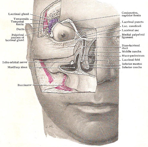 lacrimal apparatus