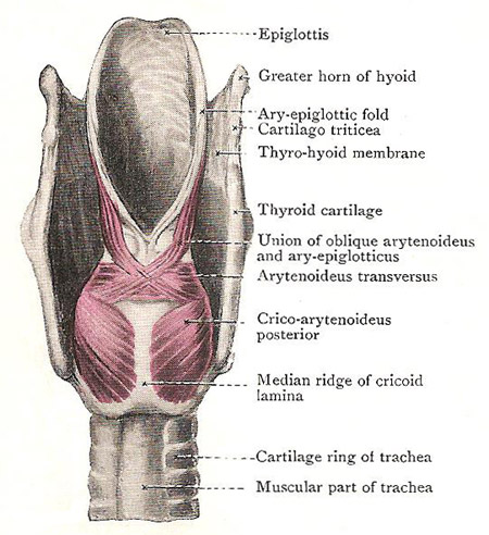Muscles at the back of the larynx
