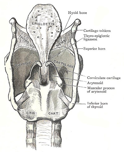 Posterior aspect of cartilages and ligaments of the larynx