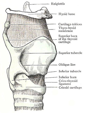 Profile view of cartilages and ligaments in larynx