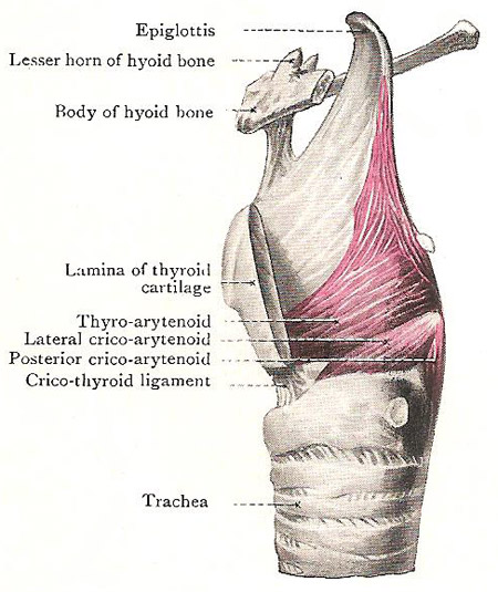 Muscles at the side of the larynx