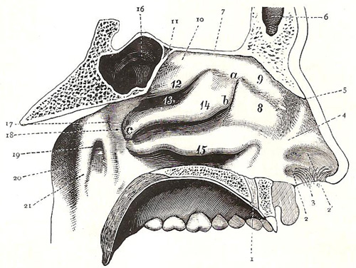 lateral wall of left nasal cavity