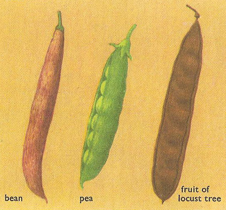 Types of legume