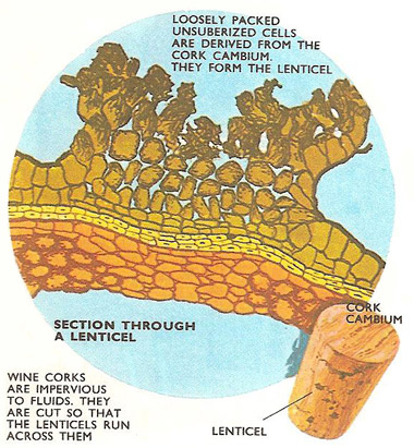 Section through lenticel