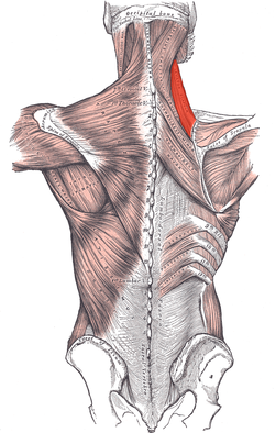 levator scapulae