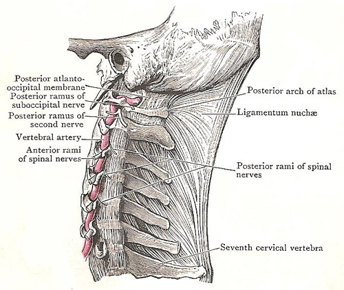 ligmentum nuchae