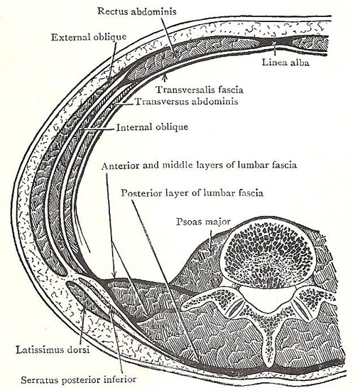 lumbar fasci