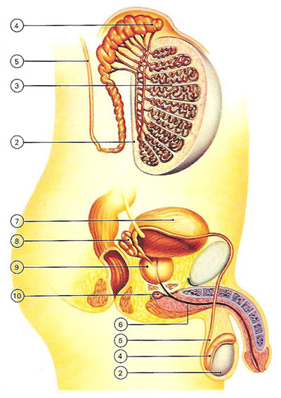 male reproductive system