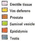 male reproductive system key