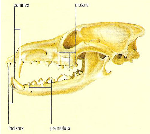 mammlian teeth