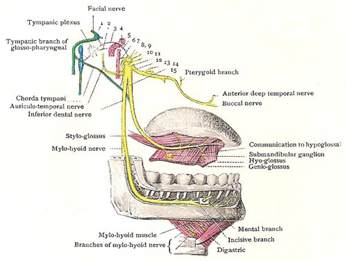 mandibular nerve