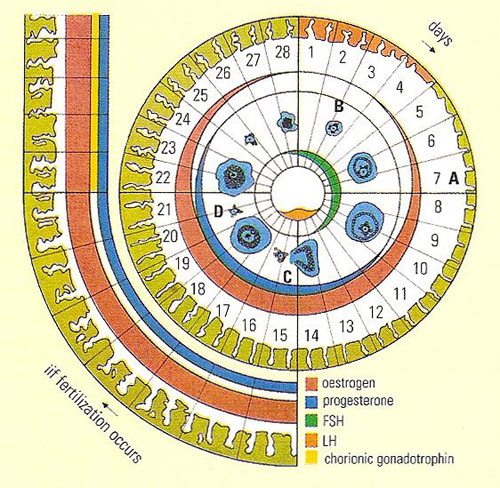 menstrual cycle